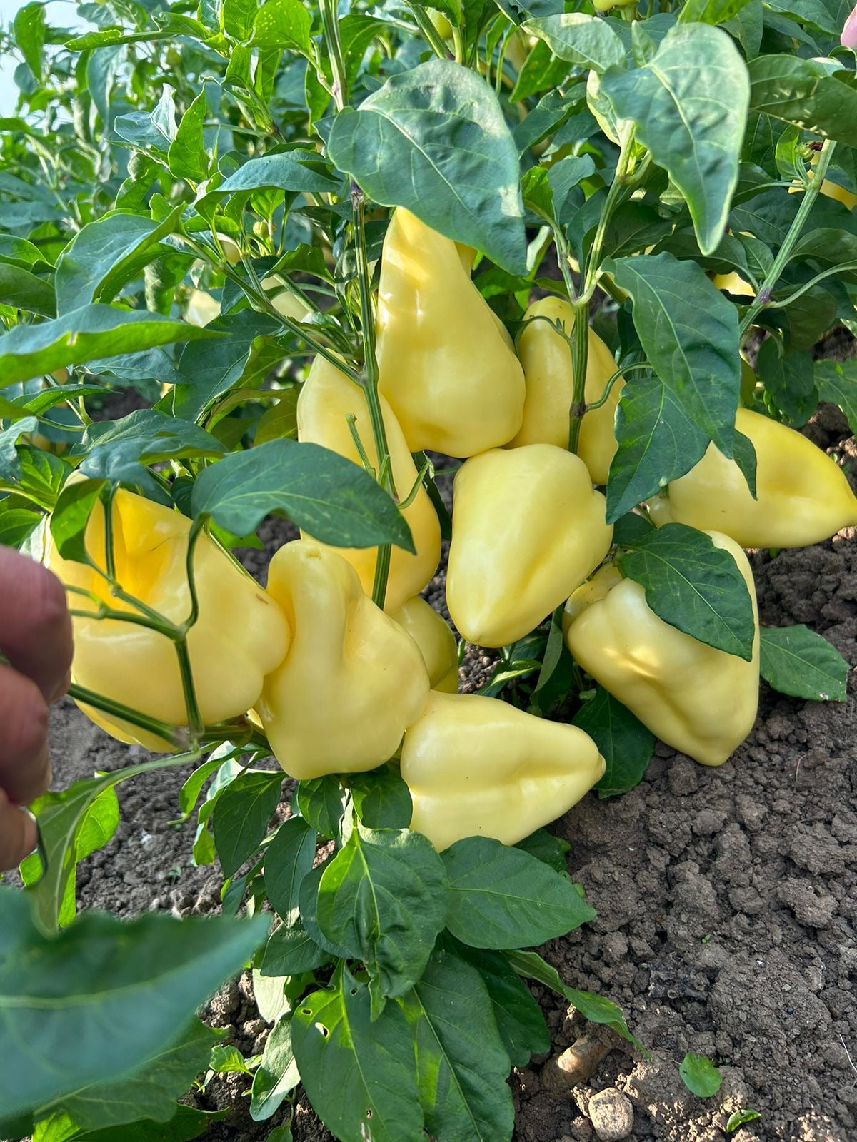 1KG peppers from Kosovo