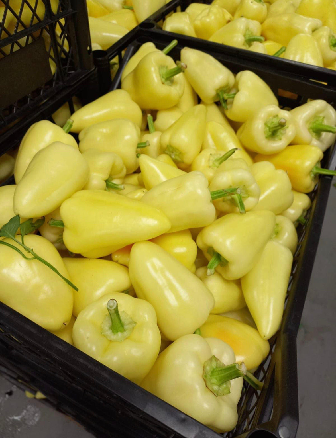 1KG peppers from Kosovo