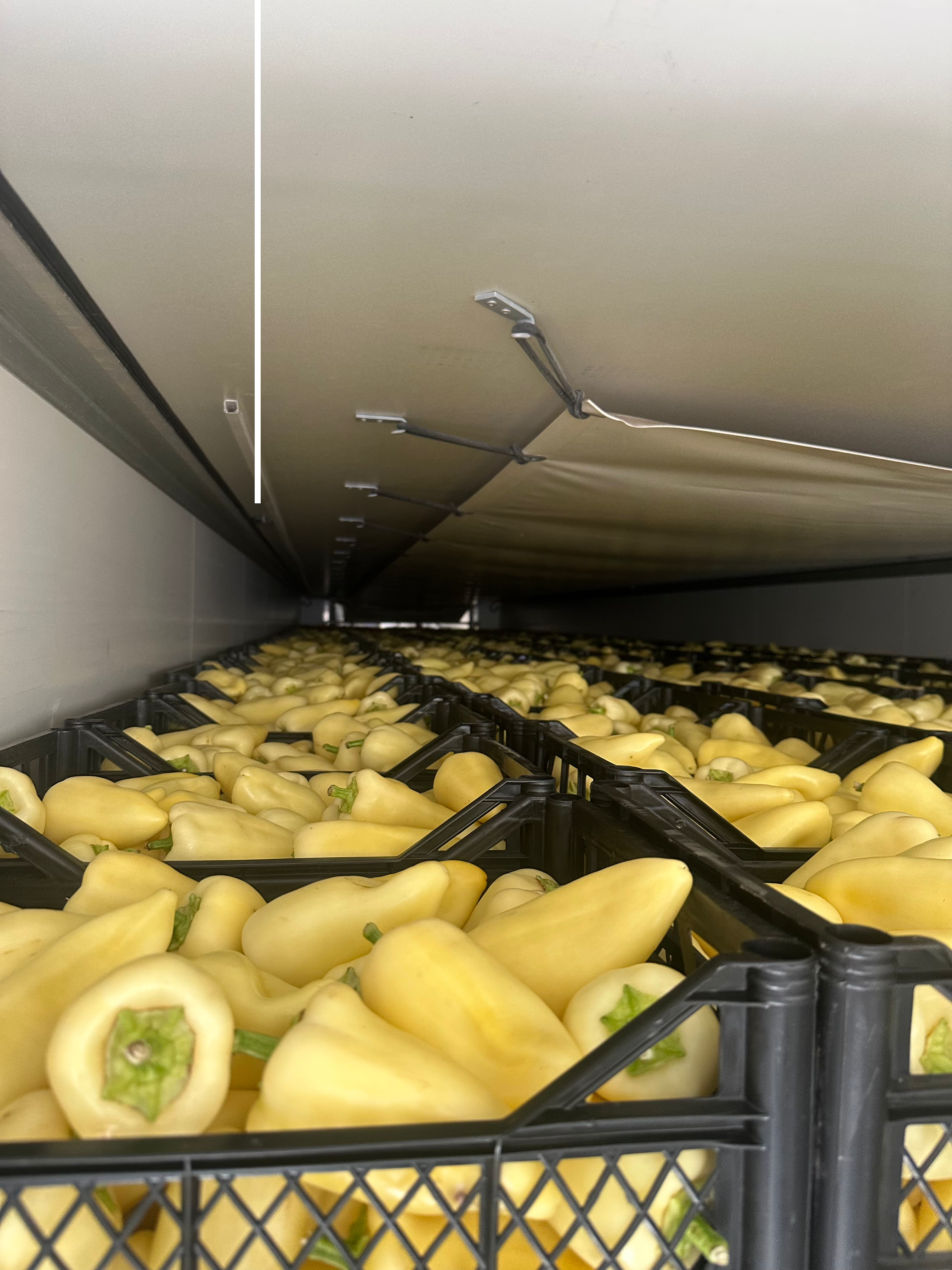 Frische Paprika