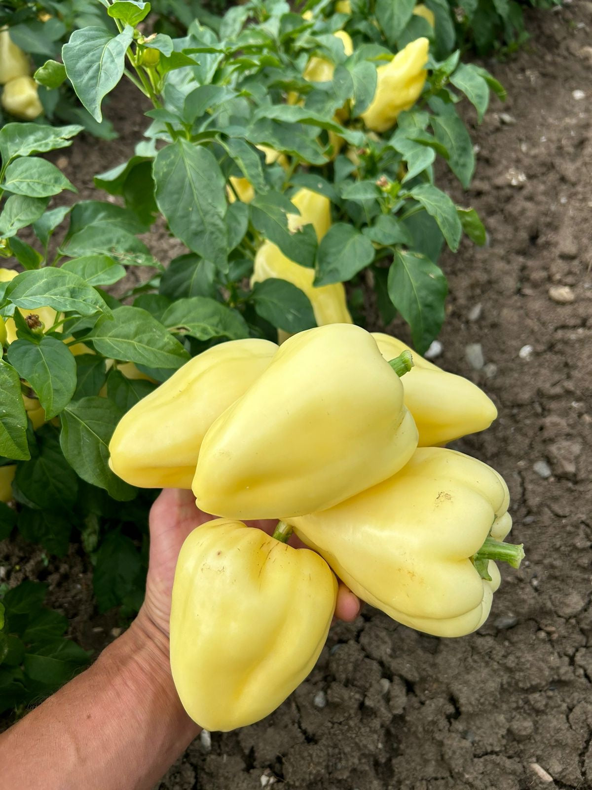 1KG peppers from Kosovo